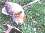 dead groundhog
